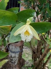 Sobralia macrophylla