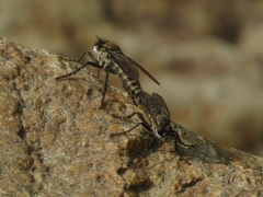 Lasiopogon