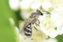 Lasioglossum sisymbrii