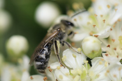 Lasioglossum sisymbrii