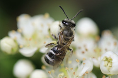 Lasioglossum sisymbrii