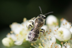 Lasioglossum sisymbrii