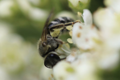 Lasioglossum sisymbrii