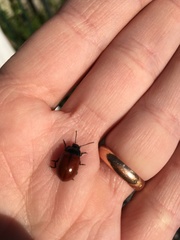 Chrysolina polita