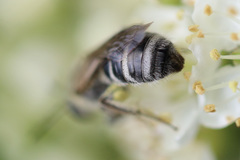 Lasioglossum sisymbrii