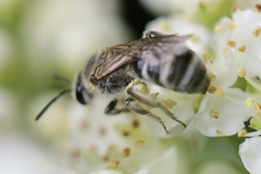 Lasioglossum sisymbrii