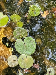 Hydrocharis morsus-ranae