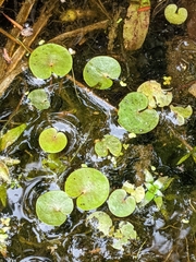 Hydrocharis morsus-ranae