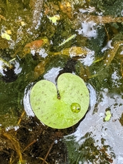 Hydrocharis morsus-ranae