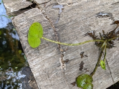 Hydrocharis morsus-ranae