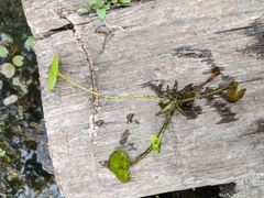 Hydrocharis morsus-ranae