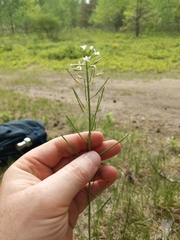 Boechera divaricarpa