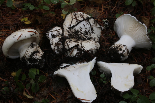 Hygrophorus subalpinus