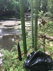 Phyllostachys nigra henonis