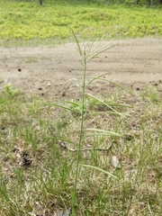 Boechera divaricarpa