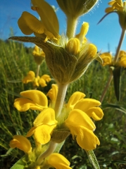 Phlomis lychnitis