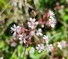 Saxifraga spathularis