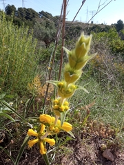 Phlomis lychnitis