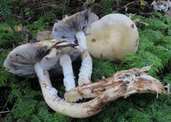 Stropharia subcaperata