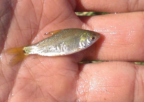 La Plata curimata (Cyphocharax platanus) — Curimatidae