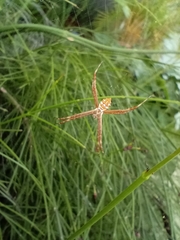 Argiope argentata