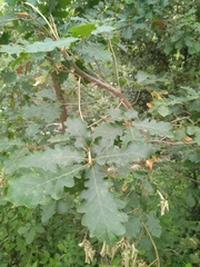Quercus pubescens