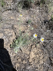 Erigeron pumilus pumilus