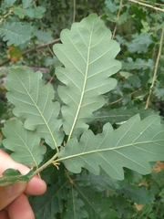 Quercus pubescens