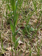 Boechera divaricarpa