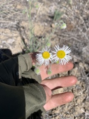 Erigeron pumilus pumilus