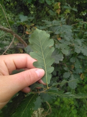 Quercus pubescens