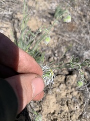Erigeron pumilus pumilus