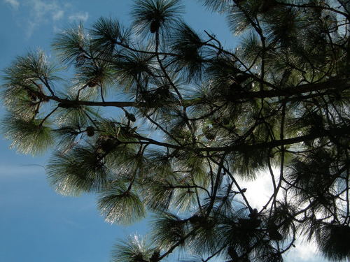 Michoacan pine