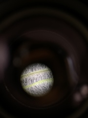 Erigeron pumilus pumilus