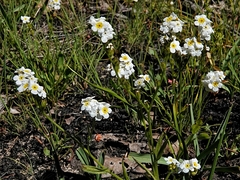 Plagiobothrys figuratus