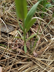 Boechera divaricarpa