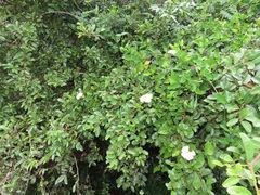 Thunbergia dregeana