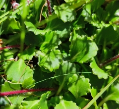 Saxifraga spathularis