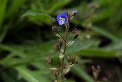 Veronica acinifolia