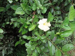 Thunbergia dregeana