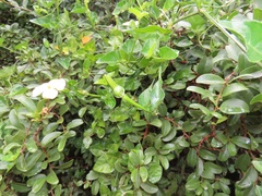 Thunbergia dregeana
