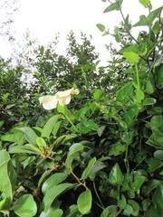 Thunbergia dregeana