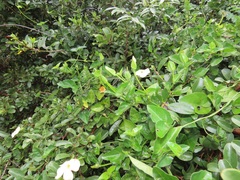 Thunbergia dregeana