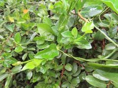 Thunbergia dregeana