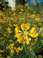 Coronilla juncea