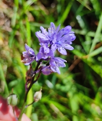 Hyacinthoides paivae