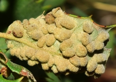 Dryomyia lichtensteinii