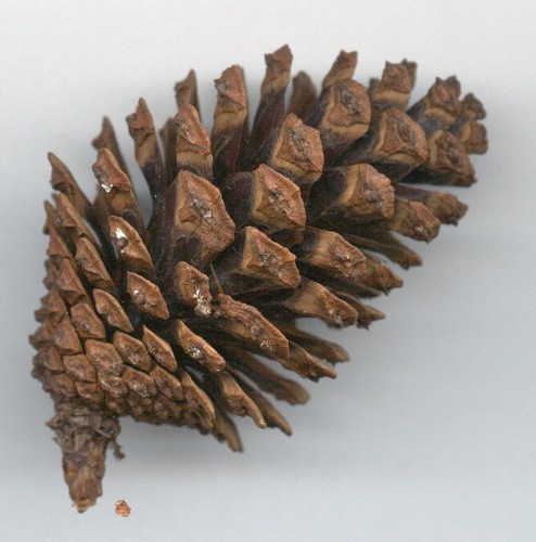 thinleaf pine