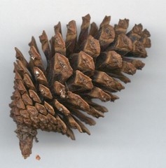 Pinus maximinoi