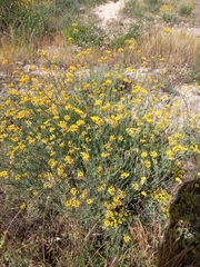 Coronilla juncea